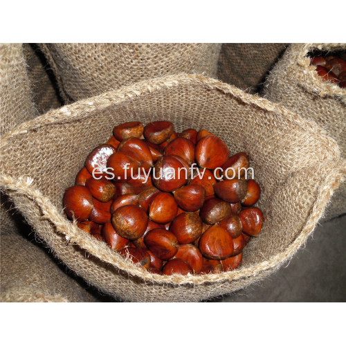 castaño fresco 30-40 pcs / kg